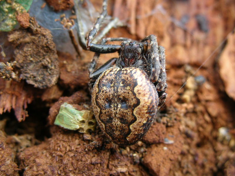 Nuctenea umbratica